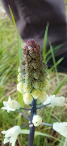Bellevalia romana (Bellevalia romana)