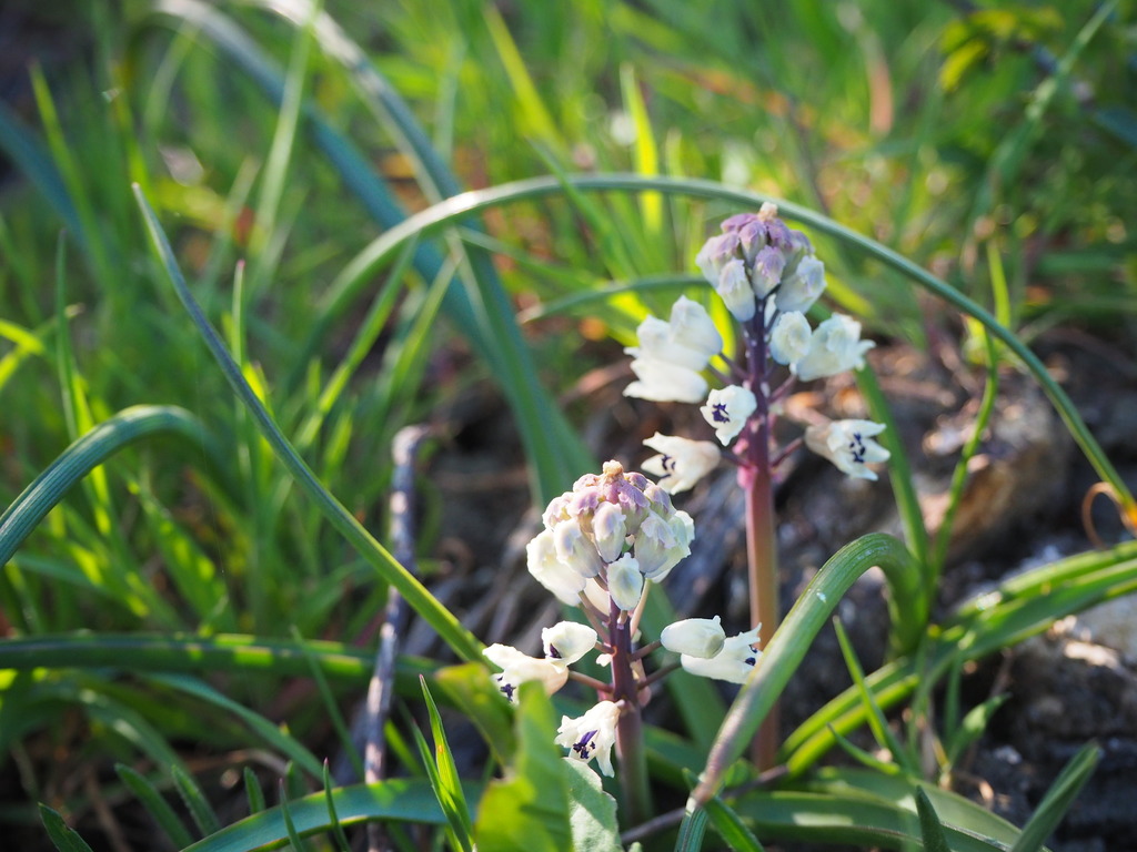 Bellevalia romana (Bellevalia romana)