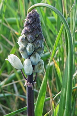Bellevalia romana (Bellevalia romana)