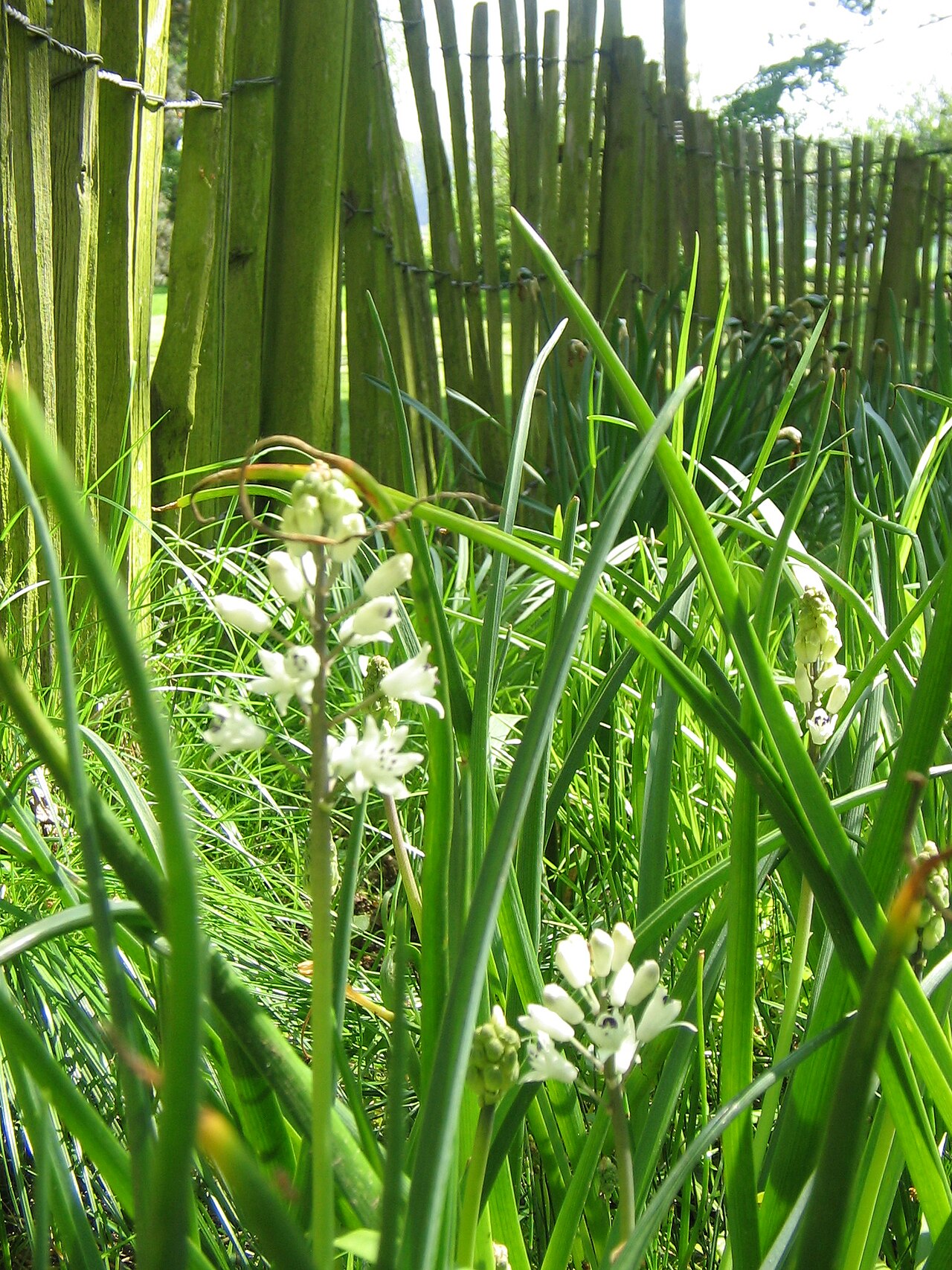 Bellevalia romana: Jacinthes romaines en fleur