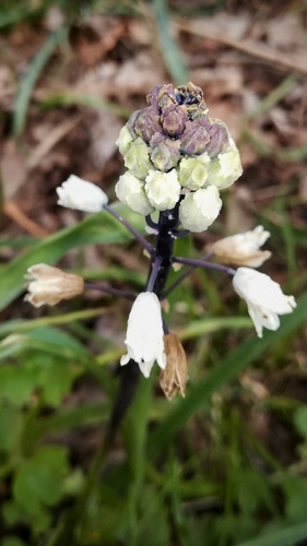 Bellevalia romana (Bellevalia romana)