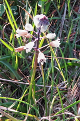 Bellevalia romana (Bellevalia romana)