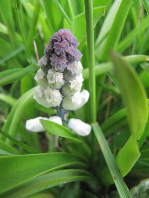 Bellevalia romana: Otherwise known as Hyacinthus romanus. Bellevalia is a genus of 45 species of bulbous perennials, from scrub and maquis in Southern Europe and Asia. This specie