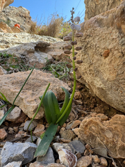 Bellevalia sitiaca (Bellevalia sitiaca)