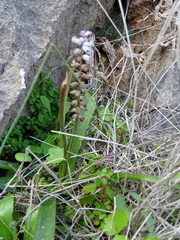 Bellevalia sitiaca (Bellevalia sitiaca)