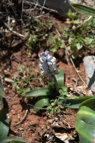 Bellevalia sitiaca (Bellevalia sitiaca)