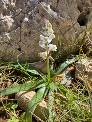 Bellevalia sitiaca (Bellevalia sitiaca)
