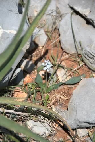 Bellevalia sitiaca (Bellevalia sitiaca)