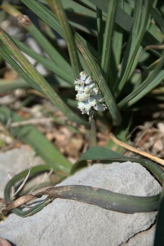 Bellevalia sitiaca (Bellevalia sitiaca)