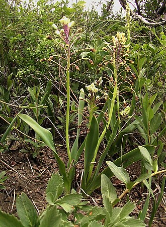 Bellevalia speciosa: Знам'янський яр , Лутугинський район, південна околиця с. Розкішне