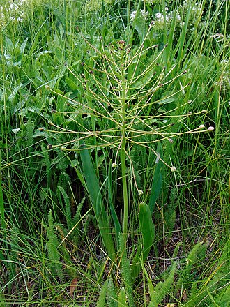 Bellevalia speciosa: Белевалія сарматська, гарна (Bellevalia sarmatica, B.speciosa) — раритетний вид рослин, занесений до Червоного списку Запорізької області. Україна. Запорізька о