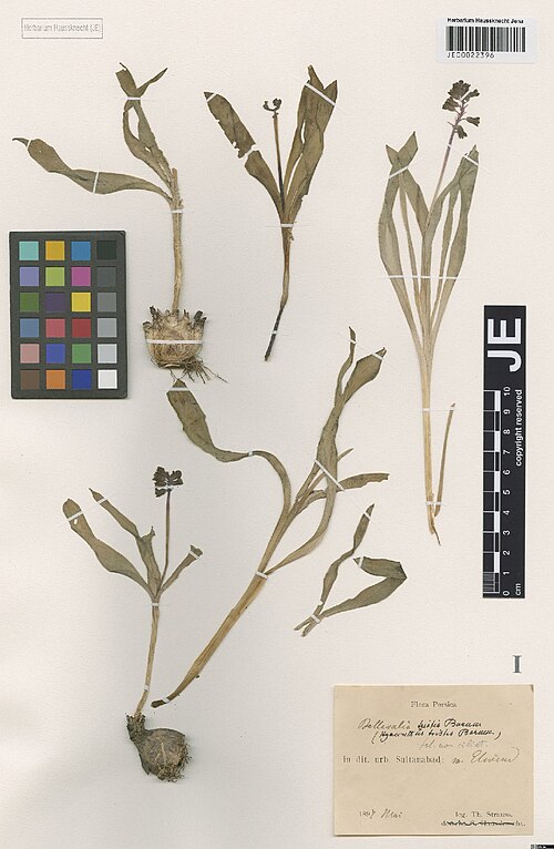 Bellevalia tristis: Bellevalia tristis — Herbarium specimen from In dit. urb. Sultanabad, m. Elwend, Iran. Collected by Strauss,T. Flora Persica s.n. [1897-05] (1897-05). Recorded 
