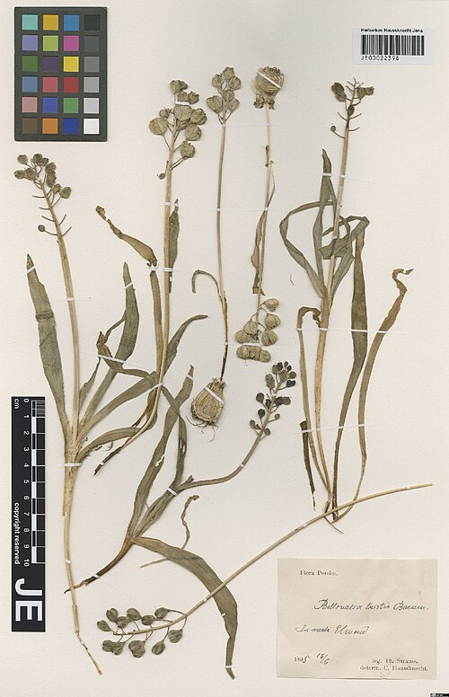 Bellevalia tristis: Bellevalia tristis — Herbarium specimen from In monte Elwend, Iran. Collected by Strauss,T. Flora Persica s.n. [1895-06-16] (1895-06-16). Recorded in GBIF occur