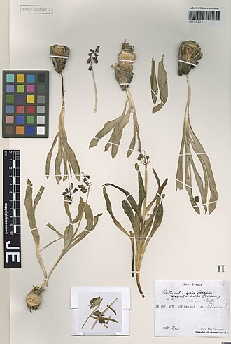 Bellevalia tristis: Bellevalia tristis — Herbarium specimen from In dit. urb. Sultanabad, m. Elwend, Iran. Collected by Strauss,T. Flora Persica s.n. [1897-05] (1897-05). Recorded 