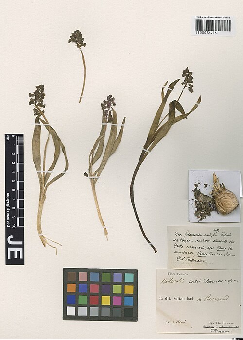 Bellevalia tristis: Bellevalia tristis — Herbarium specimen from In dit. Sultanabad, m. Raswend, Iran. Collected by Strauss,T. Flora Persica s.n. [1896-05] (1896-05). Recorded in G