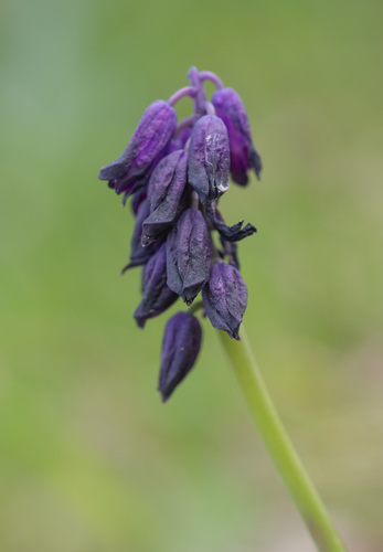 Bellevalia turkestanica (Bellevalia turkestanica)