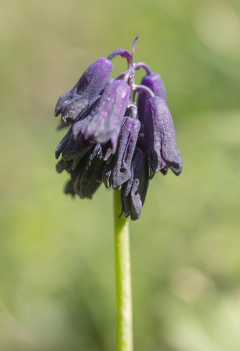 Bellevalia turkestanica (Bellevalia turkestanica)