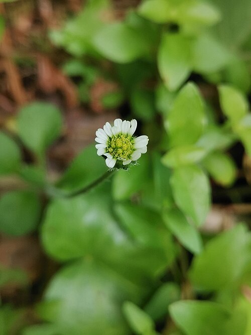Daisy: Azorean Daisy ( Bellis azorica ) in Portugal