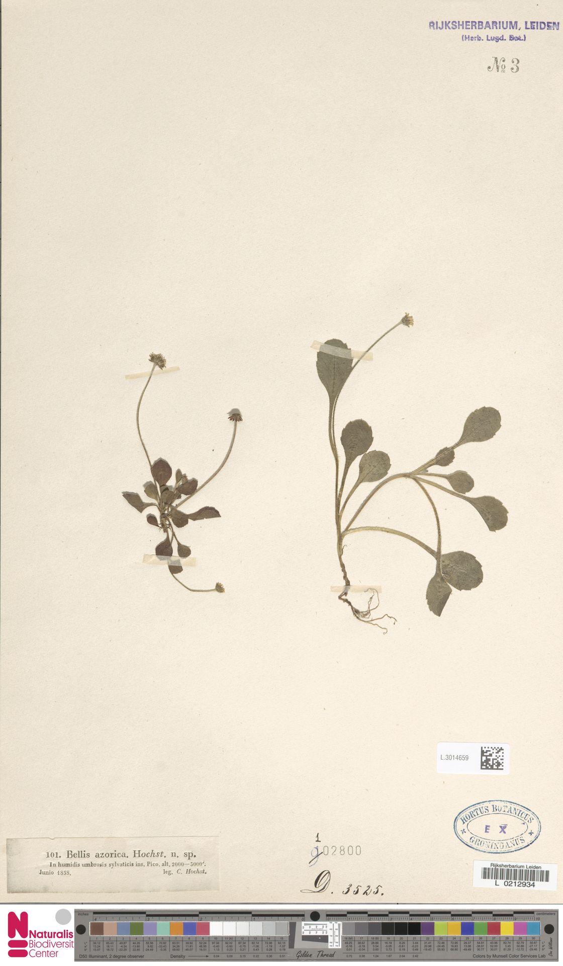 Daisy: Bellis azorica Hochst. (type of) - Bellis azorica Hochst.