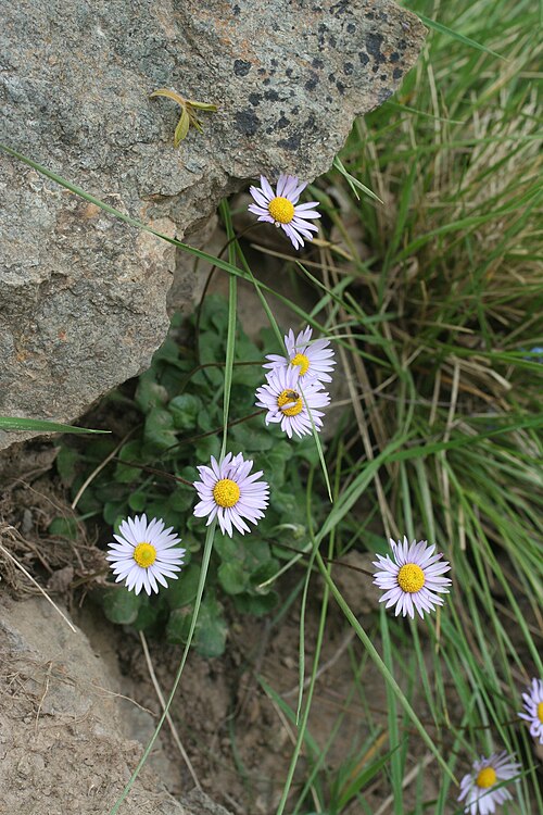 Bellis caerulescens: Photo of Bellis caerulescens uploaded from iNaturalist .