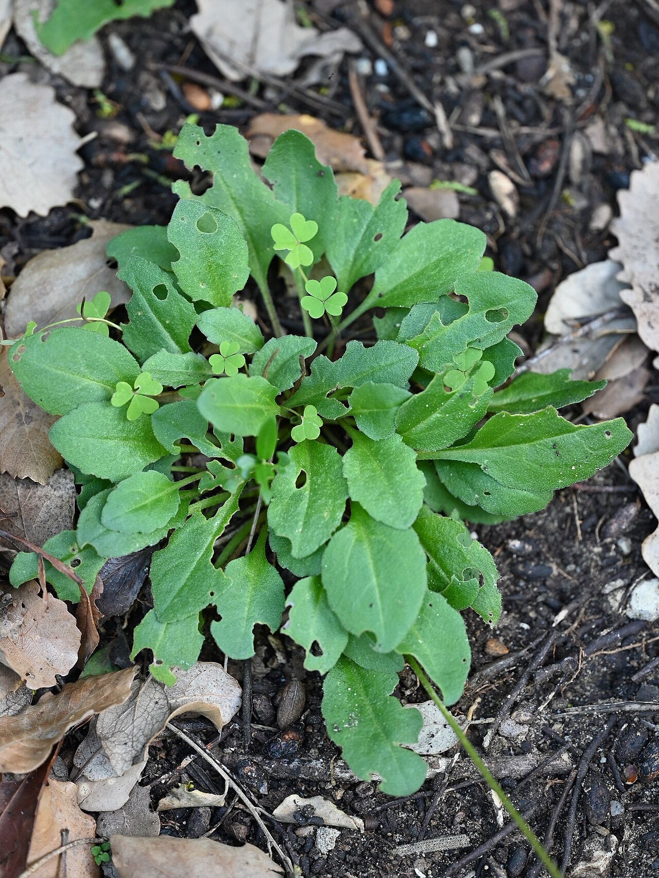 Bellis cordifolia: Bellis cordifolia in Jardín Botánico El Aljibe