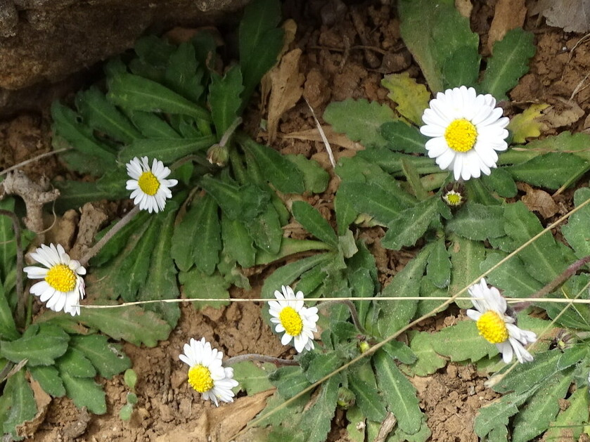 Bellis longifolia: Bellis longifolia in Greece