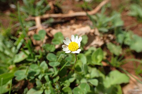 Bellis microcephala: Bellis microcephala in Demnate