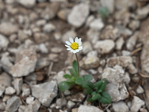 Bellis microcephala: Bellis annua subsp. microcephala between Las Lagunillas and Pico la Tinosa, Andalusia