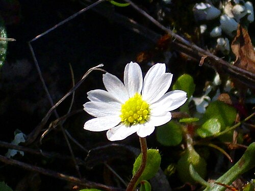 Bellis microcephala: Bellis annua subsp. microcephala close up, Sierra Madrona , Spain