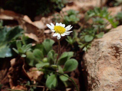 Bellis microcephala: Bellis microcephala in Demnate