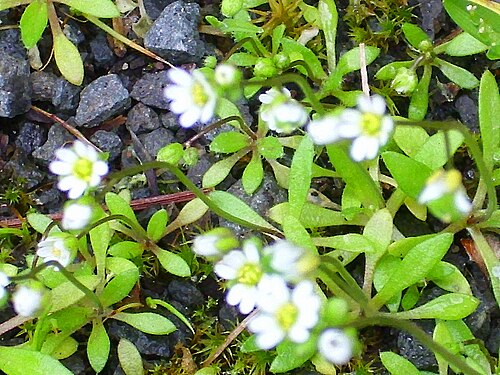 Bellis microcephala: Bellis annua subsp. microcephala habit, Sierra Madrona , Spain