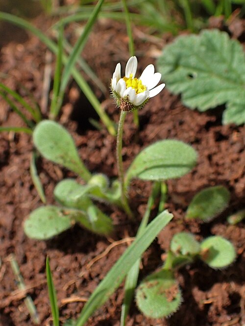 Bellis microcephala: Bellis microcephala in Demnate