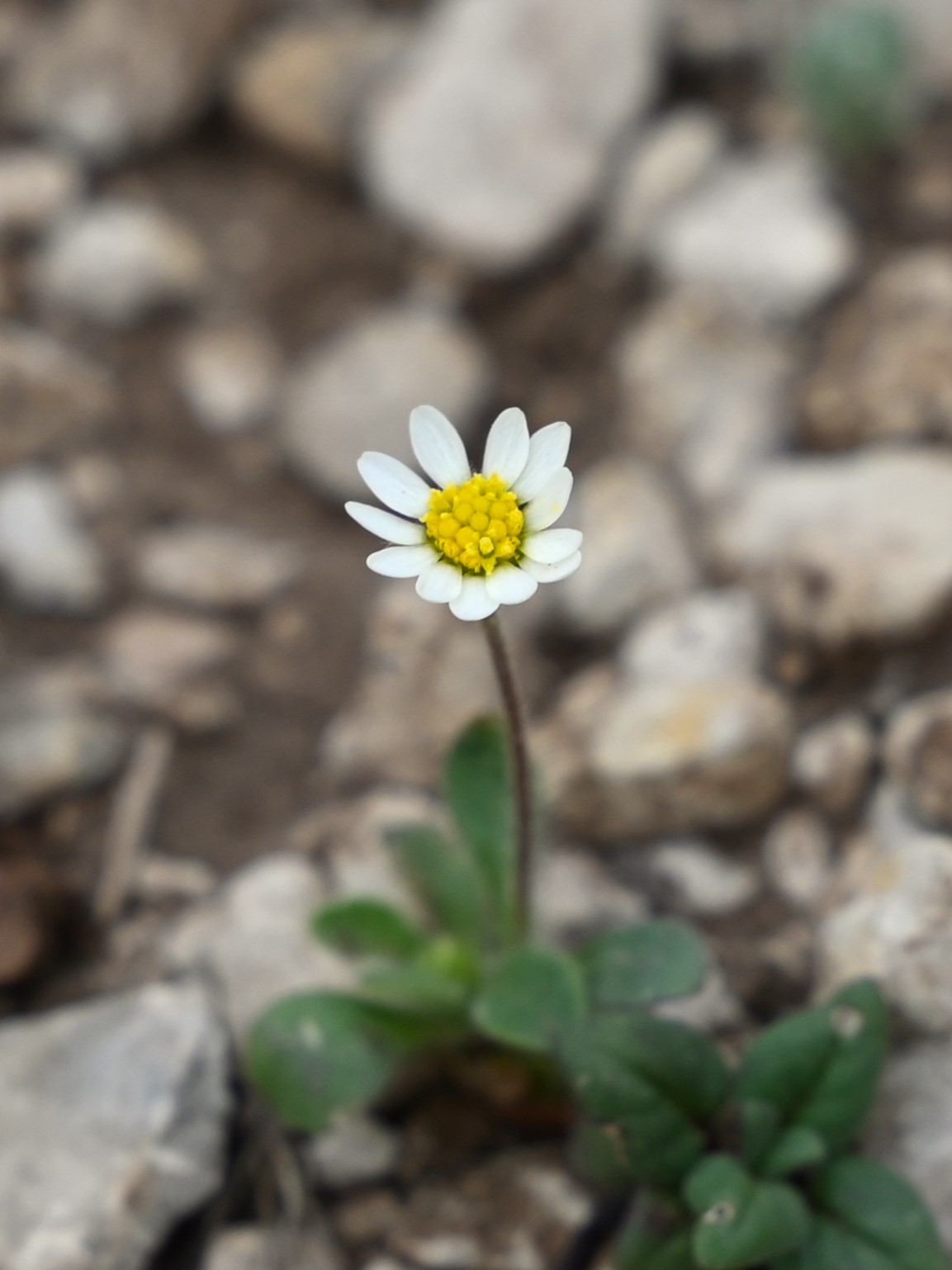 Bellis microcephala: Bellis annua subsp. microcephala between Las Lagunillas and Pico la Tinosa, Andalusia