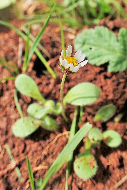 Bellis microcephala: Bellis microcephala in Demnate