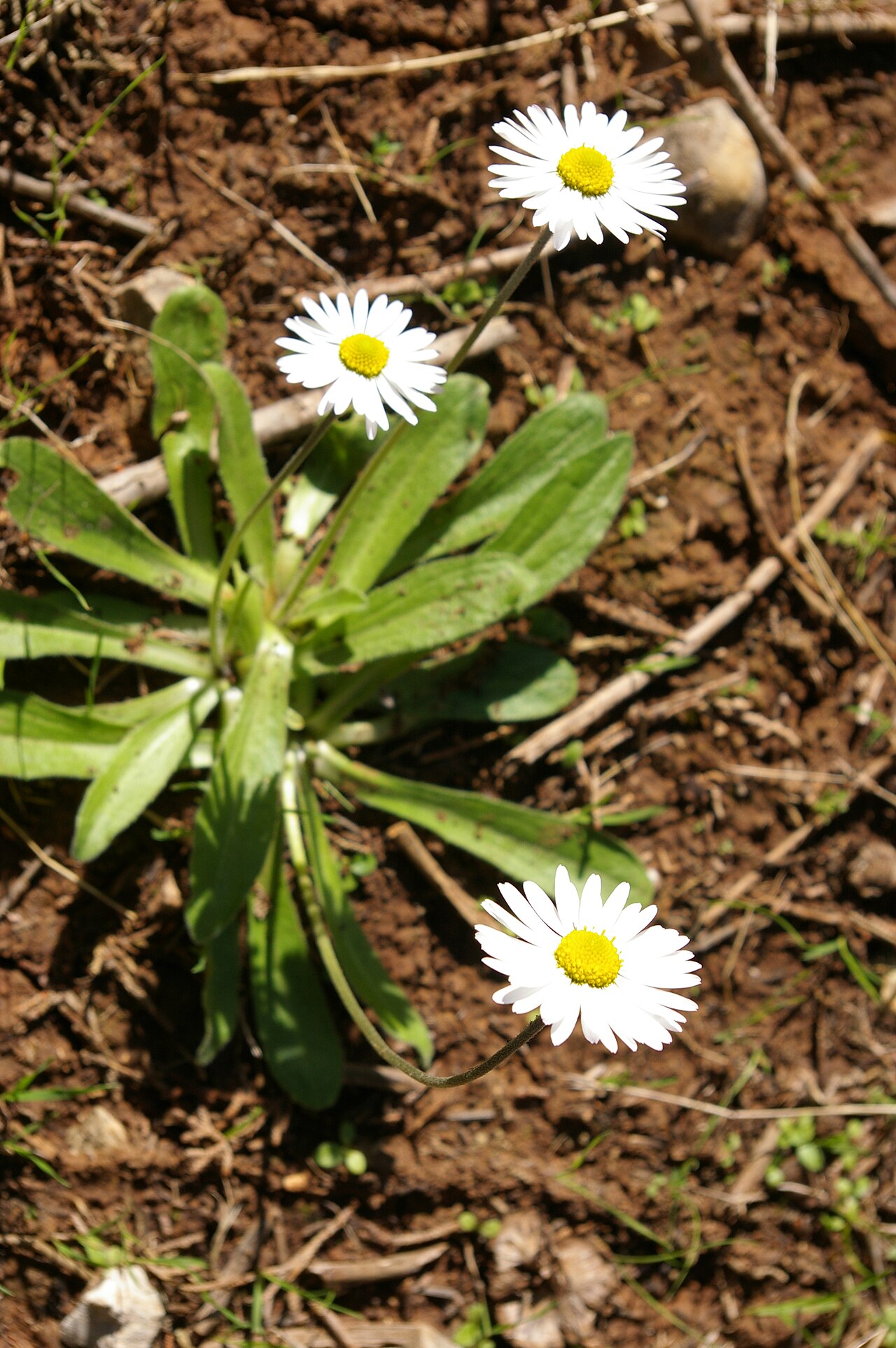 Bellis pappulosa: חננית הבתה. צולם בגבעות קולה