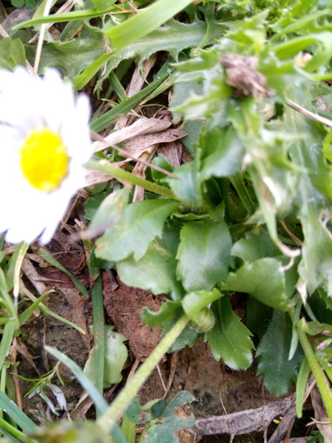 Daisy (Bellis perennis)