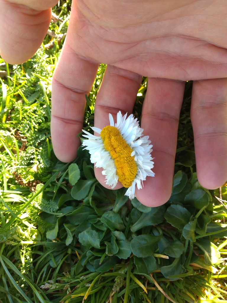 Daisy (Bellis perennis)