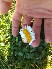 Daisy