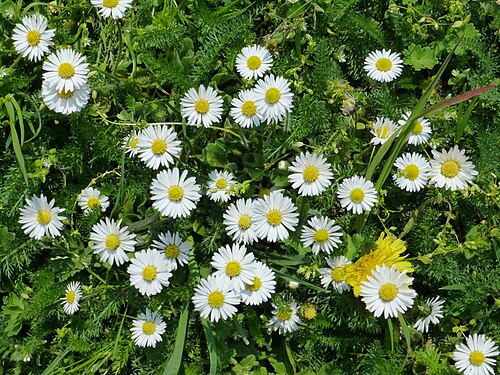 Daisy: Gänseblümchen ( Bellis perennis ) in Lippstadt, Kreis Soest, Nordrhein-Westfalen