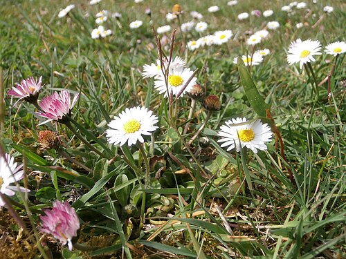 Daisy: daisy flower