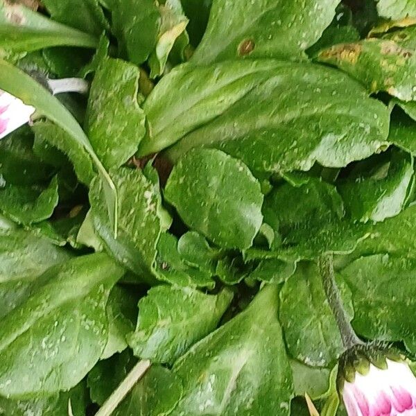 Daisy (Bellis perennis)