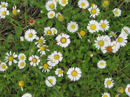 Daisy (Bellis perennis)