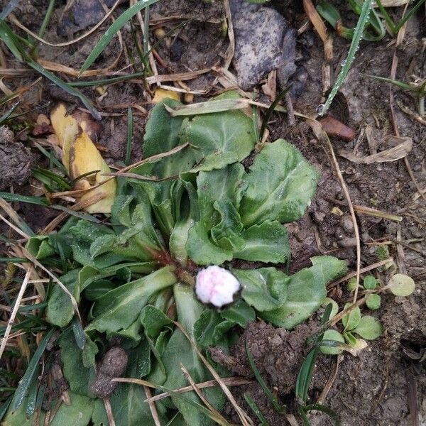 Daisy (Bellis perennis)