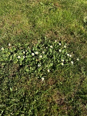 Daisy (Bellis perennis)