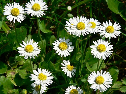 Daisy: belis peremnis