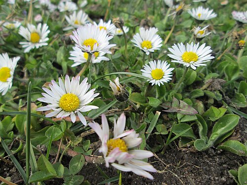 Daisy: Gänseblümchen ( Bellis perennis ) Gartenschaupark in Hockenheim