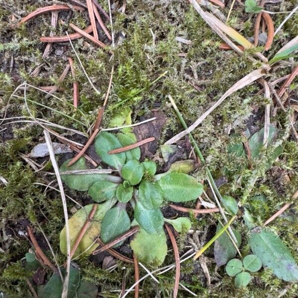 Daisy (Bellis perennis)