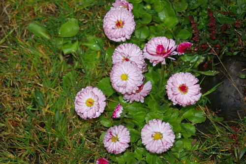 Daisy (Bellis perennis)