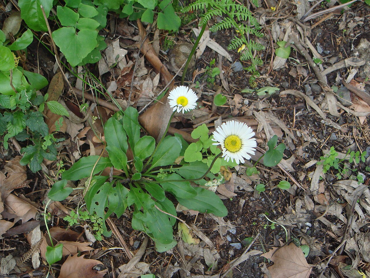 Bellis rotundifolia: Bellis rotundifolia , (Desf.) Boiss. & Reuter,Ceuta, España