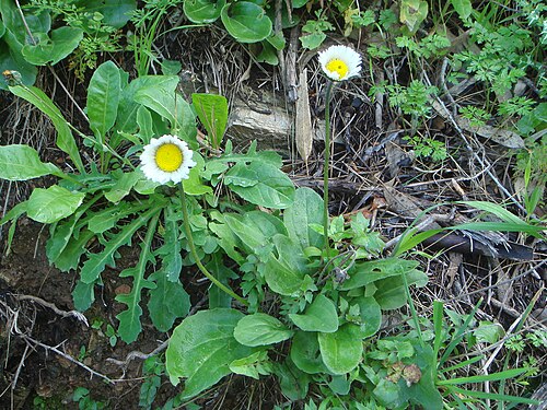 Bellis rotundifolia: ( Bellis rotundifolia ) Ceuta, España.
